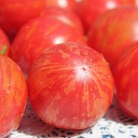 10 Bio Tomatensamen, Amur Tiger, aromatisch-saftig, süß Leipzig - Leipzig, Zentrum Vorschau