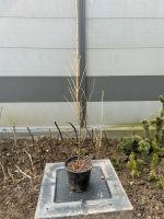 Prebonsai Lärche -Larix Decidua- 50-70cm inkl. Kunststoff Topf Niedersachsen - Wolfsburg Vorschau