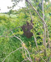 Fange Bienenschwarm kostenlos Imker Bienen Schwarm Schleswig-Holstein - Wallsbüll Vorschau