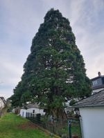 100 Samen Riesen Mammutbaum Sequoiadendron giganteum Frankfurt am Main - Gutleutviertel Vorschau