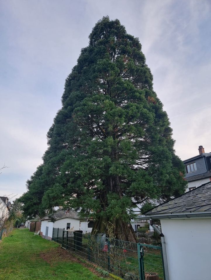 100 Samen Riesen Mammutbaum Sequoiadendron giganteum in Frankfurt am Main