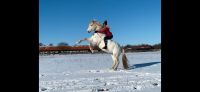 Reitbeteiligung ( Pferd sucht Mensch) Brandenburg - Werder (Havel) Vorschau