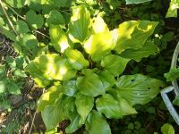 Hosta lancifolia 'Red October Kreis Pinneberg - Holm Vorschau