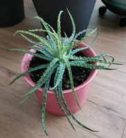 Aloe Vera humilis Baden-Württemberg - Kressbronn am Bodensee Vorschau