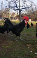 Bruteier Barbezieux, schwarze Hühner, Legehühner, großes Huhn Sachsen - Ostrau Vorschau