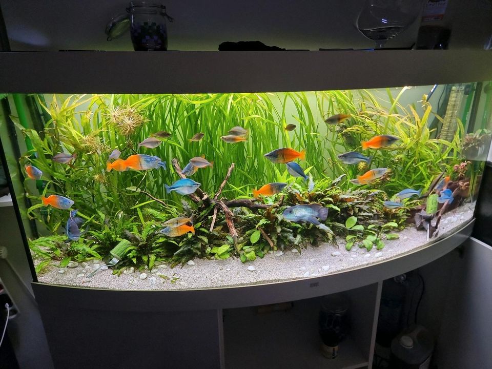 Aquarium Pflanzen in Kelsterbach