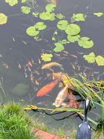 Koi aus Naturteich Saarland - St. Wendel Vorschau