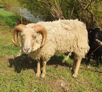 Shetland bock und bocklamm Niedersachsen - Bad Gandersheim Vorschau