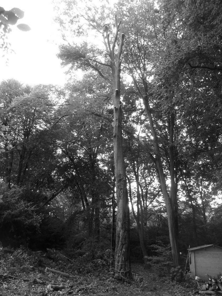 Baum Baumpflege Baumfällung Risikofällung Sturmschäden in Köln