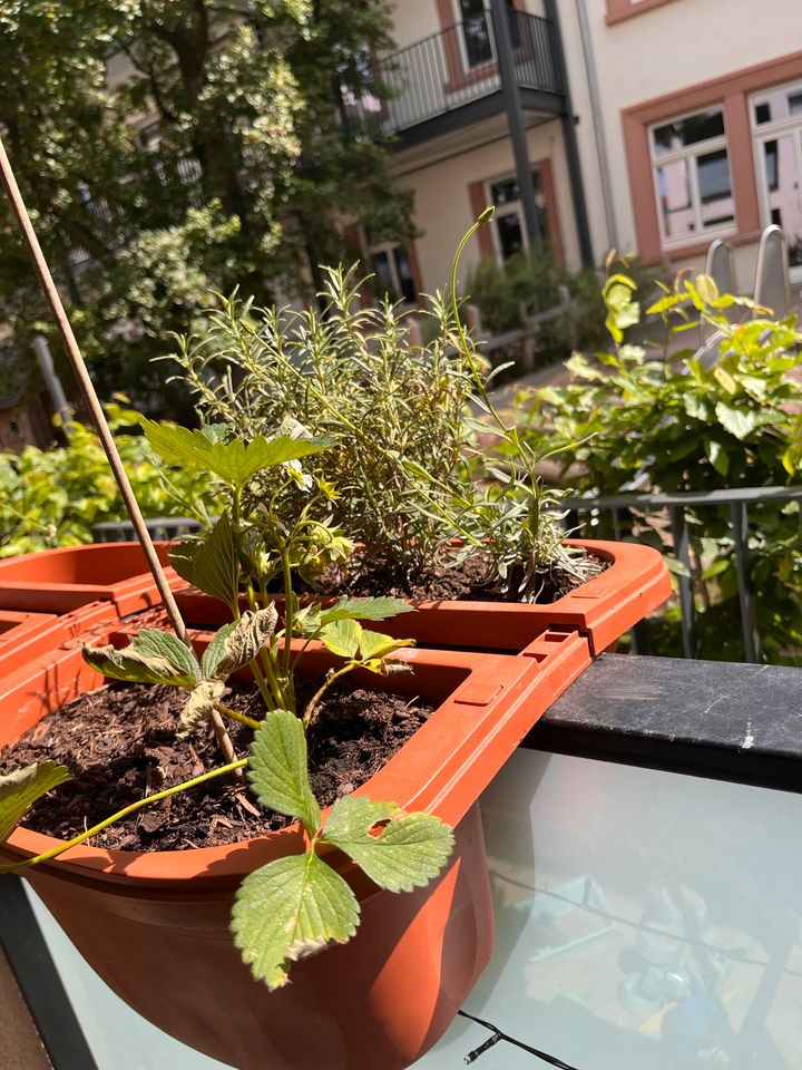 2x Blumenkasten doppelt breites Geländer in Heidelberg