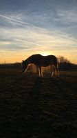 Reitbeteiligung (Reiter sucht Pferd) Aachen - Aachen-Mitte Vorschau