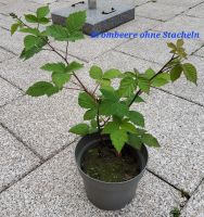 Brombeer Pflanze ohne Stacheln mit Blüten abzugeben Nordrhein-Westfalen - Pulheim Vorschau