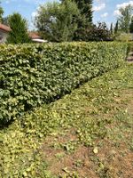 Gartenarbeit Hecke schneiden Streichen Abrissarbeit Baden-Württemberg - Sulzfeld Vorschau