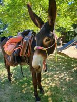 Eselwanderungen ♡ Eseltrekking ♡ Spazieren ♡ Ausflüge Rheinland-Pfalz - Waldmohr Vorschau