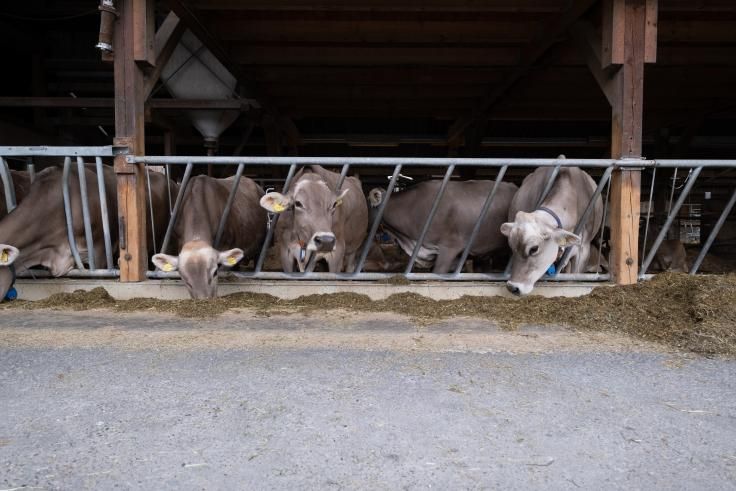 Fressgitter Schräggitter für Kühe Bullen Rind verschiedene Längen in Görlitz