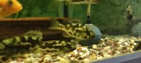 Pfauenmaulbrüter Nimbochromis venustus Barsch Aquarienfische Zier Niedersachsen - Ilsede Vorschau
