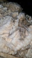 Schafwolle ungewaschen, Gartenwolle, Natürlicher Dünger Bayern - Rinchnach Vorschau