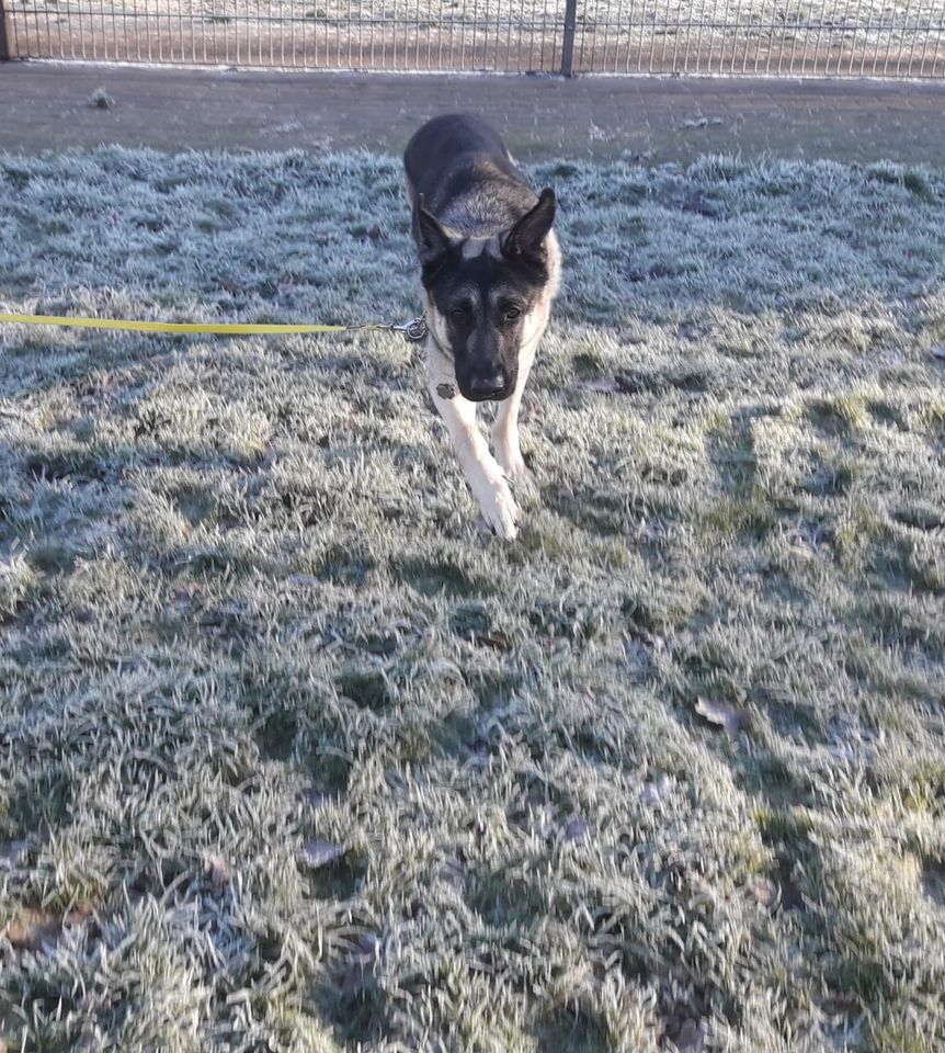 Schäferhund Paul sucht dringend ein Zuhause in Rhauderfehn