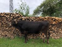 Brown Swiss Deckbulle Baden-Württemberg - Ummendorf Vorschau