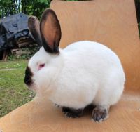 Kalifornier Kaninchen Baden-Württemberg - Lahr (Schwarzwald) Vorschau