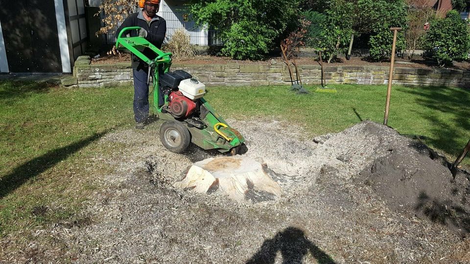 Bäume Fällungen, Baumfällung,  Wurzel fräsen, Hecke schneiden. in Essen