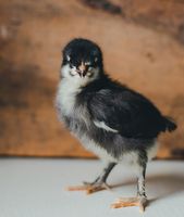 Marans Küken (Schokoleger) Rheinland-Pfalz - Katzenelnbogen Vorschau