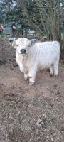 White Galloway Jungbulle Sachsen - Eichigt Vorschau