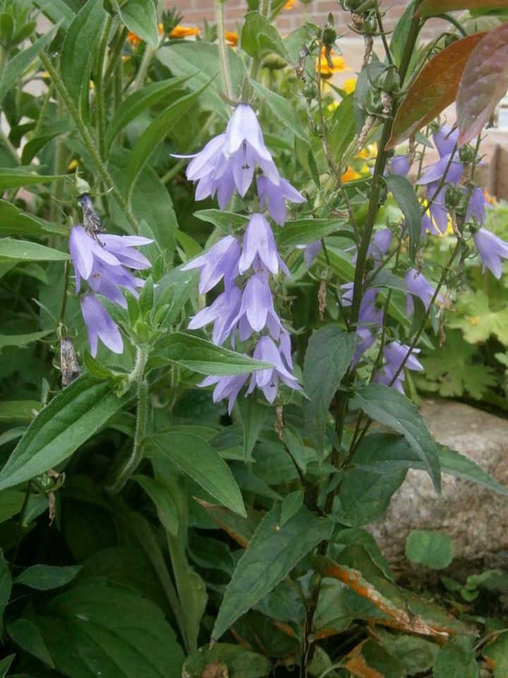 STAUDENSAMEN - BLAUE GLOCKENBLUME - ACKERGLOCKENBLUME in Lutherstadt Wittenberg