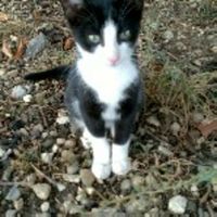 Schwarz-weisse Katze wird vermisst Baden-Württemberg - Aalen Vorschau