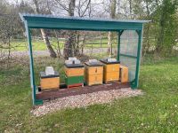 6 Honigbienen Völker inkl. Beute (CARNICA) Nordrhein-Westfalen - Hövelhof Vorschau