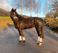 ✨4-jährige angerittene deutsche Reitponystute✨ Baden-Württemberg - Deggenhausertal Vorschau