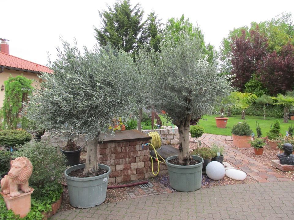 Olivenbaum ,Hojiblanca 250cm , 85 Jahre alter Olivenbaum in Lingenfeld