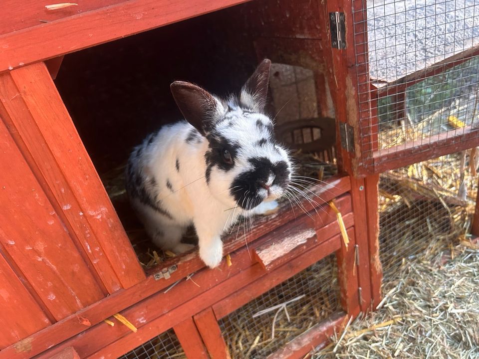 Kaninchen sucht liebevolles Neues Zuhause in Marburg