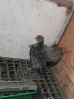 Marans Mix Hahn Sachsen - Schleife (Ort) Vorschau