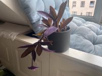 dreimasterblume tradescantia pallida zimmerpflanze bewurzelt 27cm München - Au-Haidhausen Vorschau