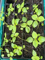 Junge Pflanzen, koreanisch Perilla Sesamblatt  깻잎 모종 Saarbrücken - Malstatt Vorschau