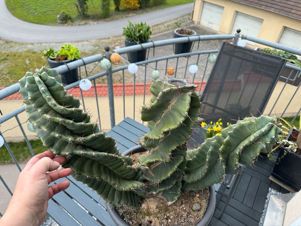 Cereus forbesii spiralförmig Kaktus Sukkulenten in Straubing