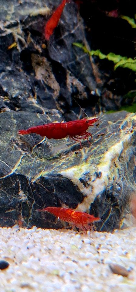 Red Fire Garnele (n) | Aquascape | Nano Cube | Aquarium Pflanze in Bernburg (Saale)