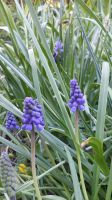 Traubenhyazinthen blau , Samen, Frühling, Frühblüher München - Ramersdorf-Perlach Vorschau