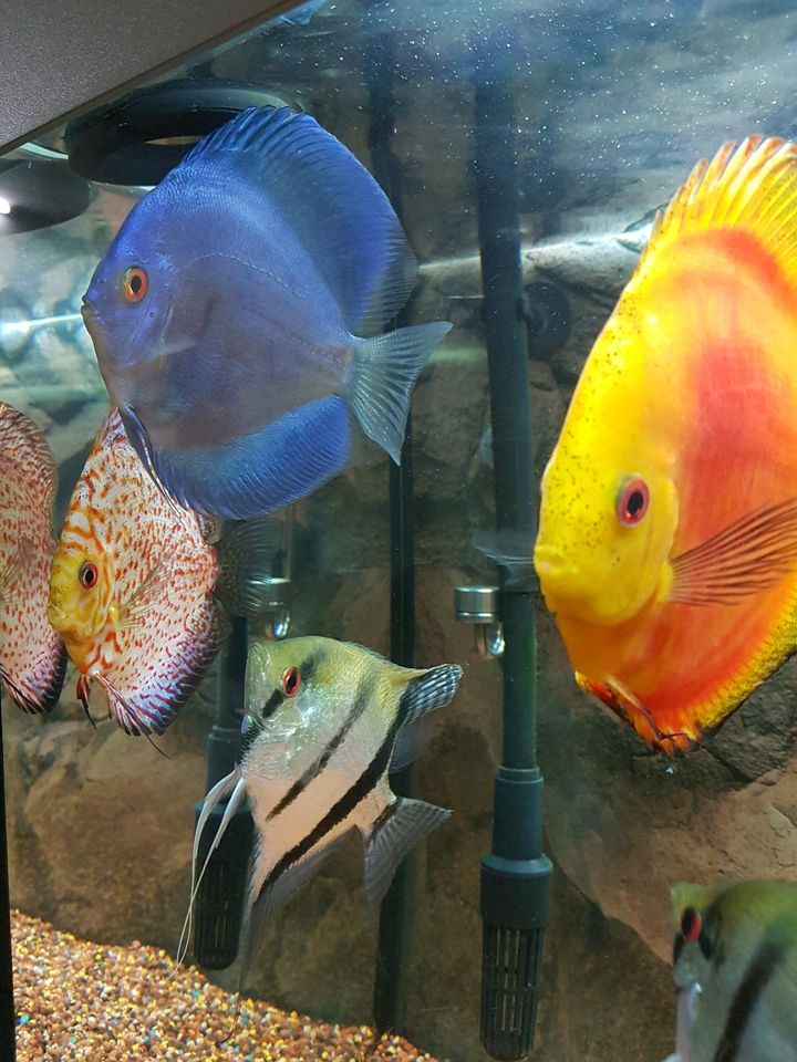 Aquarium mit Fische zu verkaufen in Halle