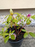 Rhododendron Strauch Sachsen - Pirna Vorschau