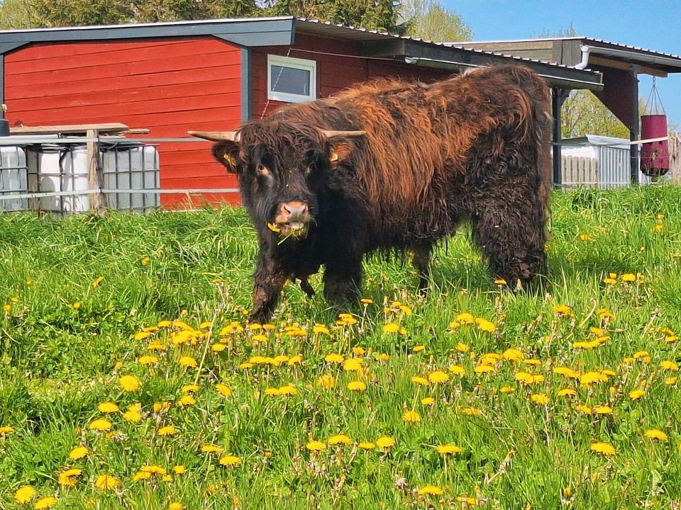 E.Longhorn / Cattle Bulle in Wangels