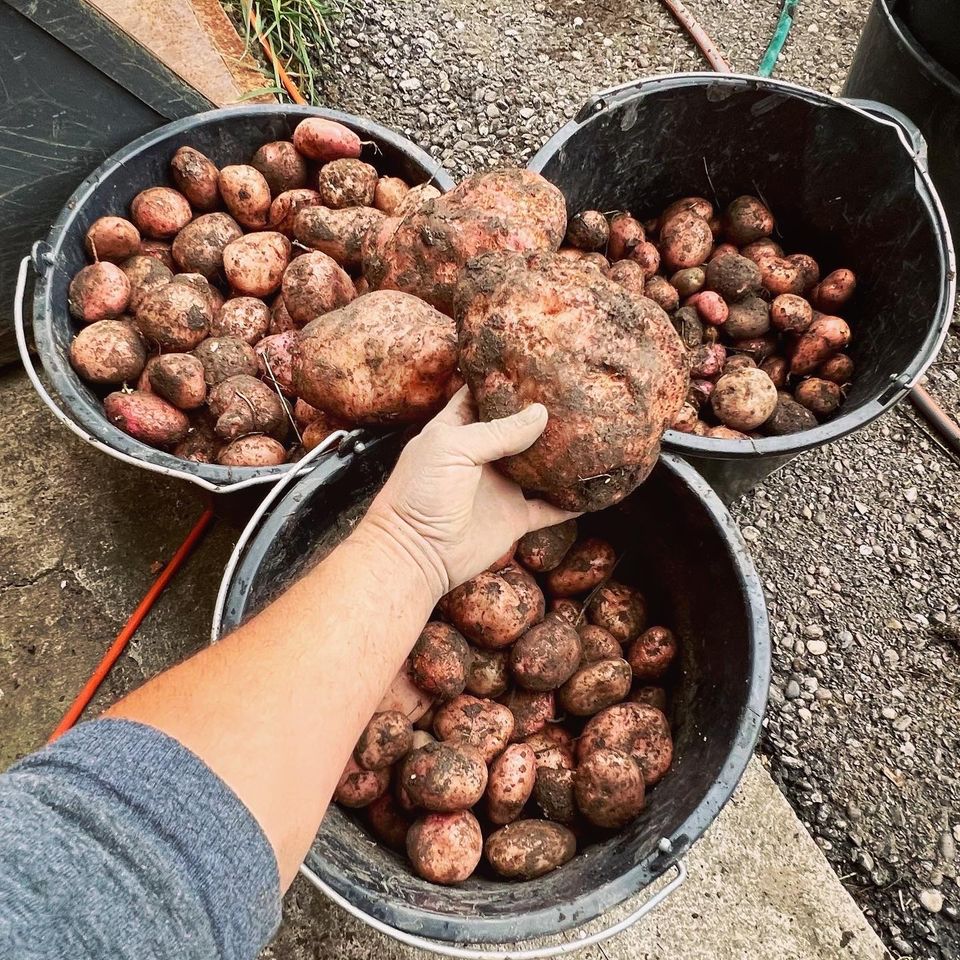 Sarpo Mira Kartoffel (Pflanzkartoffel) in Friesenheim