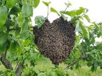Suche Bienenschwarm Niedersachsen - Peine Vorschau