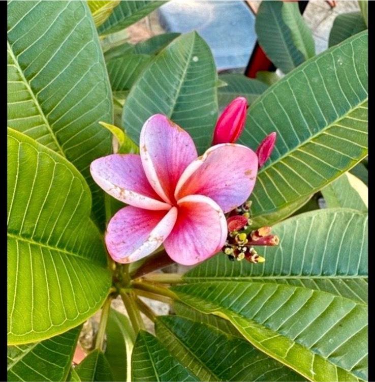 Plumeria Frangipani ca. 1,5 Jahre Tempelbaum Hawaii duftend in Berlin