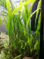 Cryptocoryne Aquarium Pflanze Ableger Sachsen-Anhalt - Wittenmoor Vorschau