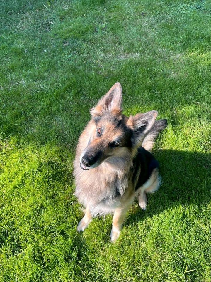 Deutsch - Schweizer - Schäferhund Rüde in Grebenstein