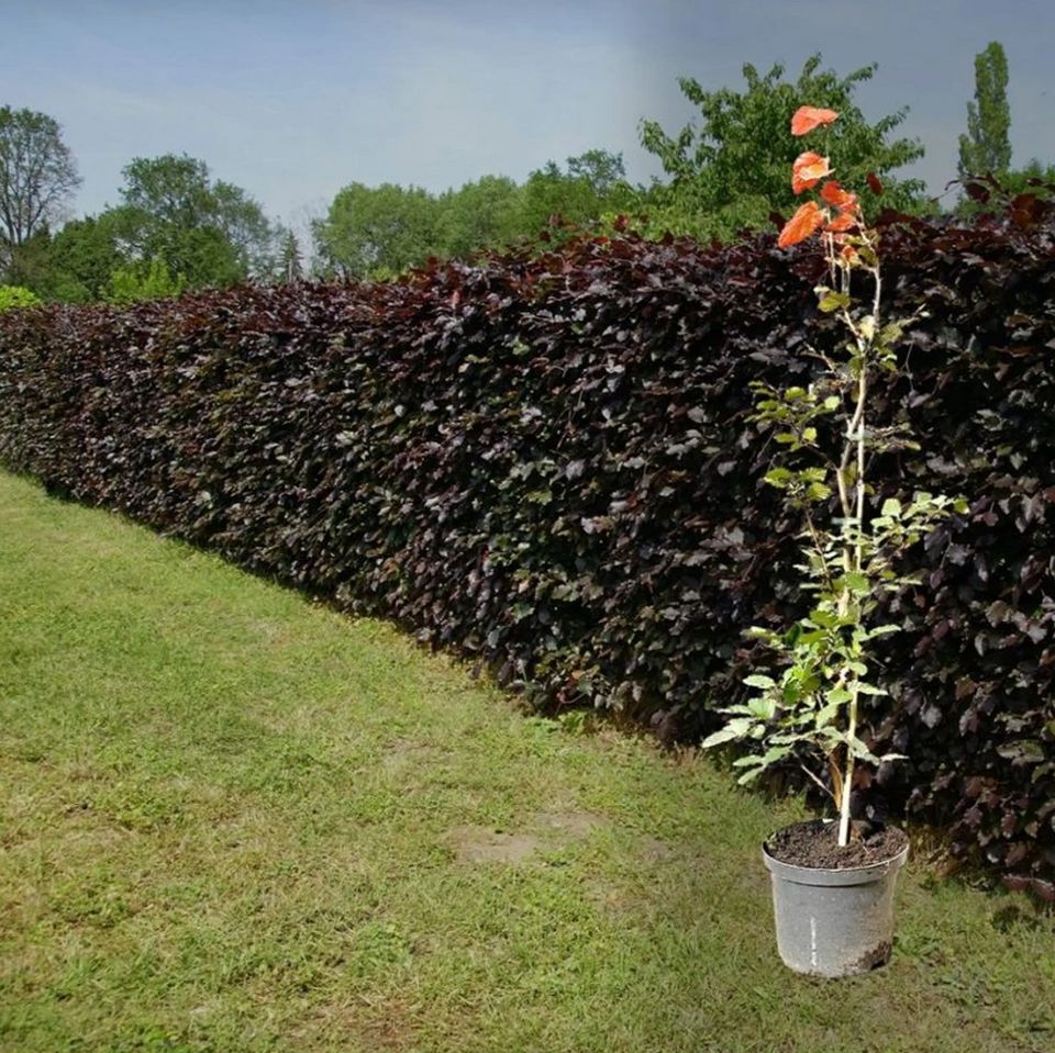 Blutbuche (Fagus sylvatica Purpurea) in Wardenburg