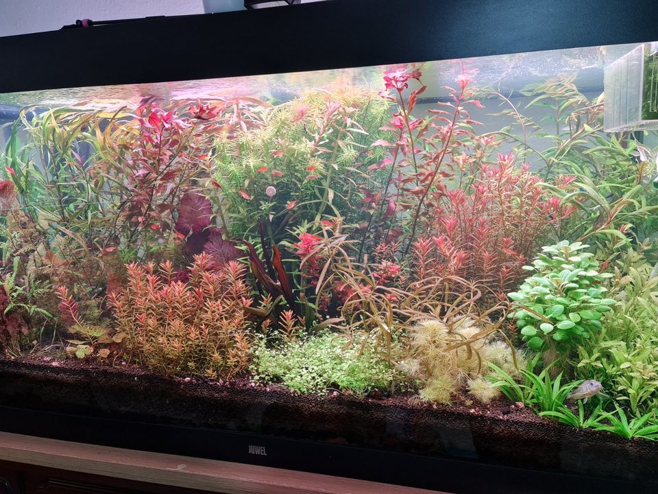 Rotala Orange in Bremen