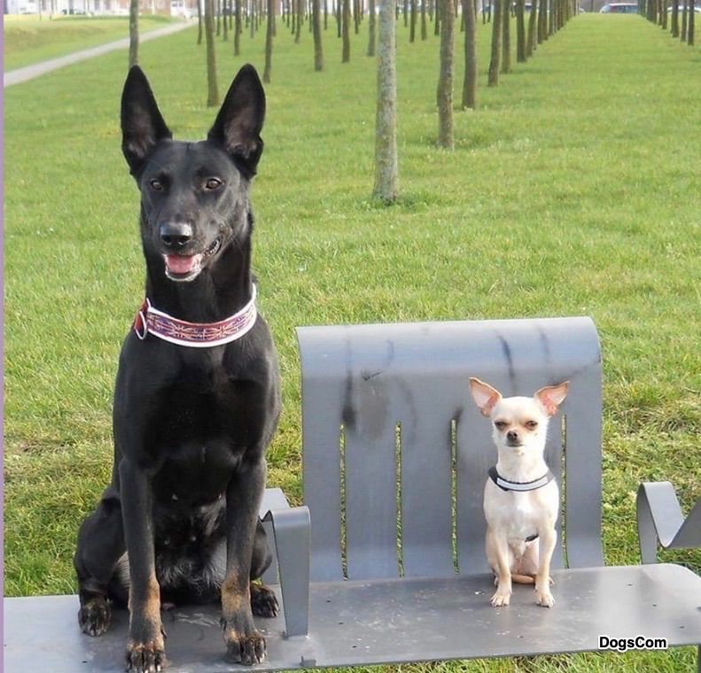 Hundetraining in Duisburg und Umgebung - Erfahrene in Duisburg